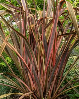 Phormium 'Sundowner'