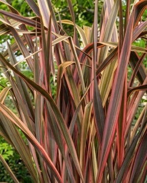 Phormium 'Sundowner' - immagine 2