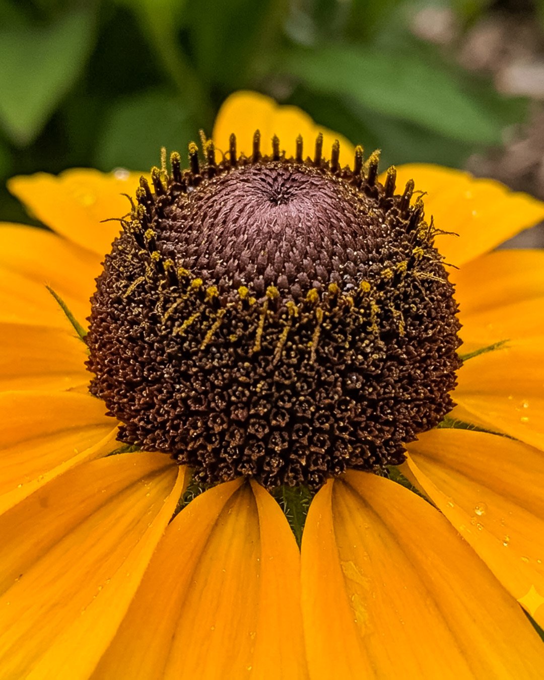 Rudbeckia 'Caroline' 1 Rudbeckia 'Caroline' - immagine 1