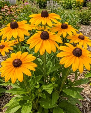 Rudbeckia 'Caroline' - immagine 2