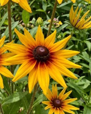 Rudbekia' Mia'