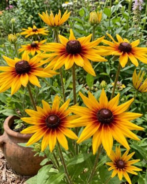 Rudbekia' Mia' - immagine 2