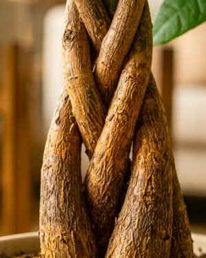 Pachira Aquatica - immagine 2