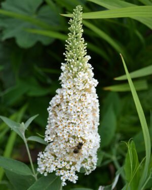 Buddleja davidii 'Butterfly Candy Little White'