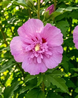 Ibisco syriacus 'Lavander Chiffon' - immagine 2