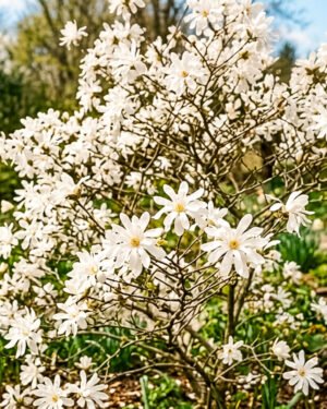 Magnolia Stellata - immagine 2