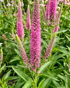 Veronica spicata - immagine 2