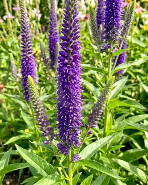 Veronica spicata