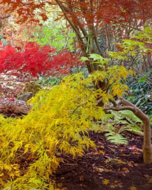Acer palmatum