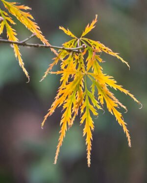Acer palmatum - immagine 2