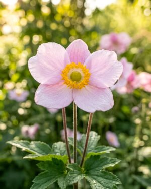Anemone hupehensis