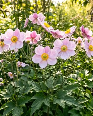 Anemone hupehensis - immagine 2
