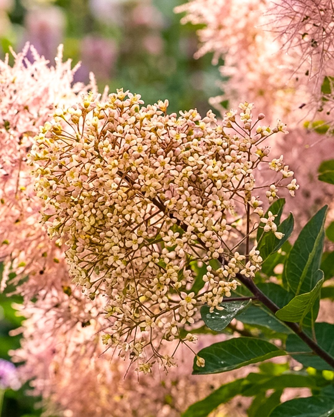 Cotinus coggygria Magical Torch 1 Cotinus coggygria 'Magical Torch' - immagine 1