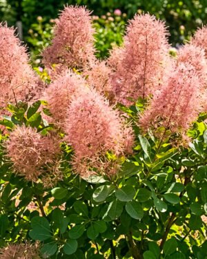 Cotinus coggygria 'Magical Torch' - immagine 2