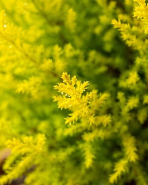 Cupressus macrocarpa 'Goldcrest Wilma'