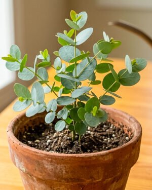 Eucalyptus gunnii - immagine 2