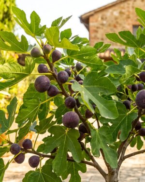 Ficus carica 'Little Miss Figgy'