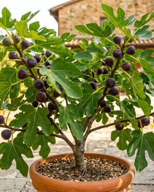 Ficus carica 'Little Miss Figgy' - immagine 2