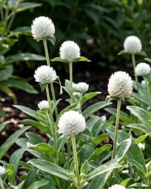 Gomphrena - immagine 2
