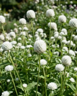 Gomphrena
