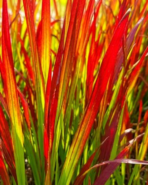 Imperata cylindrica 'Red Baron' - immagine 2