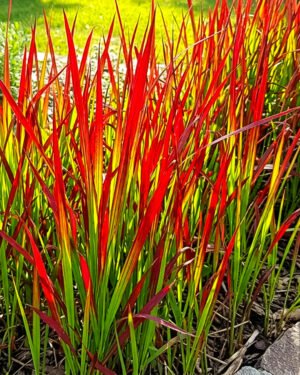 Imperata cylindrica 'Red Baron'