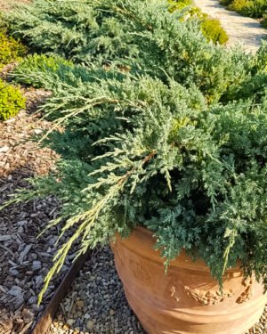 Juniperus × pfitzeriana
