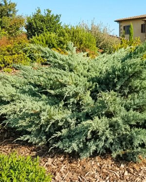Juniperus × pfitzeriana - immagine 2