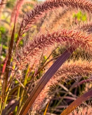 Pennisetum x advena 'Rubrum' - immagine 2
