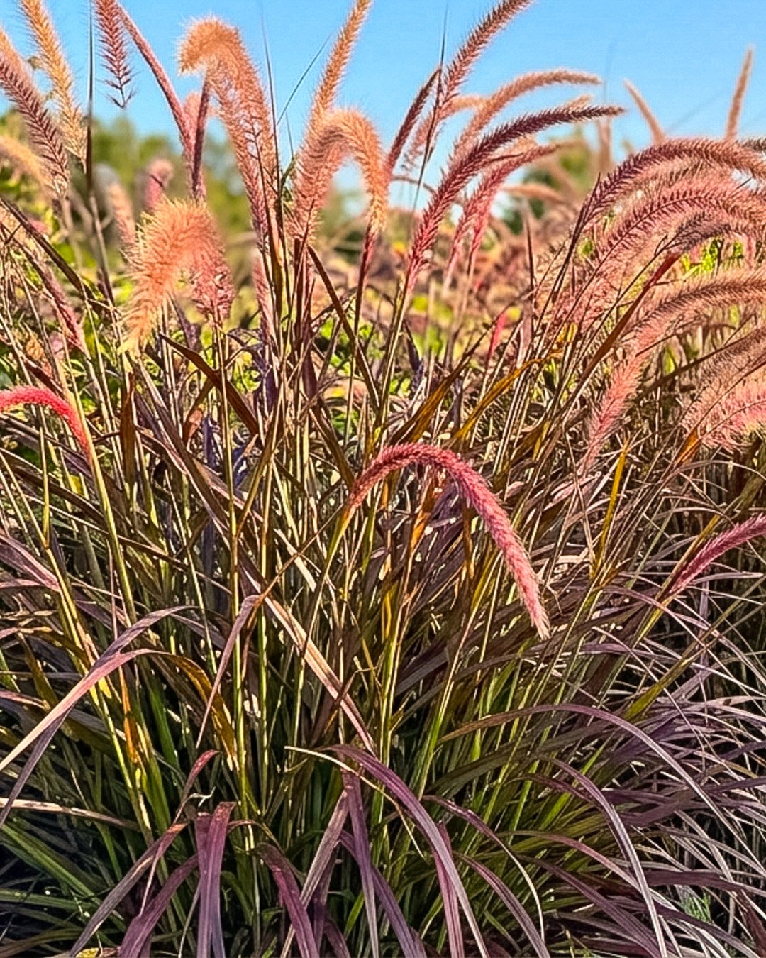 Pennisetum x advena Rubrum Pennisetum x advena 'Rubrum' - immagine 1