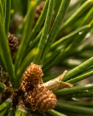 Pinus mugo nano