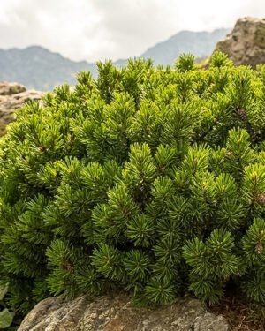 Pinus mugo nano - immagine 2