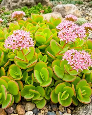 Sedum 'Sunsparkler Lime Zinger' - immagine 2