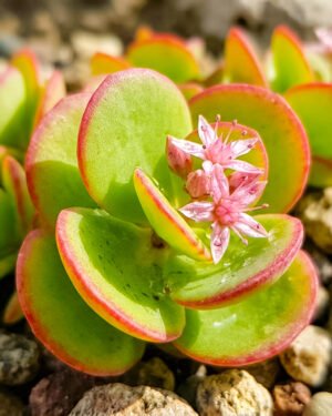 Sedum 'Sunsparkler Lime Zinger'