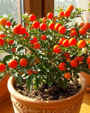 Solanum pseudocapsicum 'Jupiter' - immagine 2