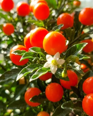 Solanum pseudocapsicum 'Jupiter'