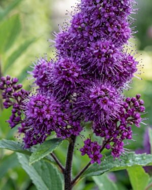 Spiraea x billardii