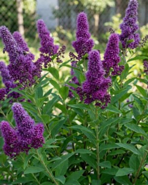 Spiraea x billardii - immagine 2