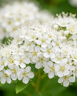 Spiraea 'Genpei'