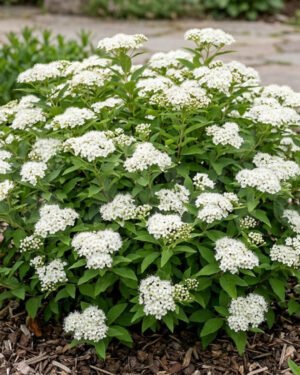 Spiraea 'Genpei' - immagine 2