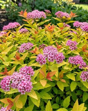 Spiraea 'Magic Carpet'