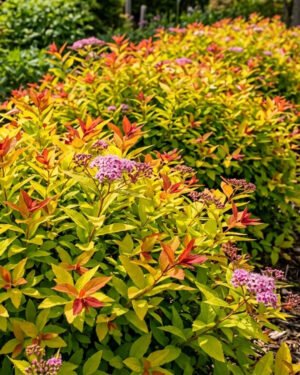Spiraea 'Magic Carpet' - immagine 2