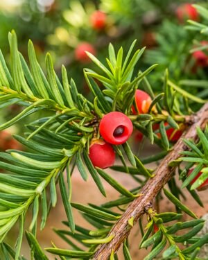 Taxus × media 'Hillii'