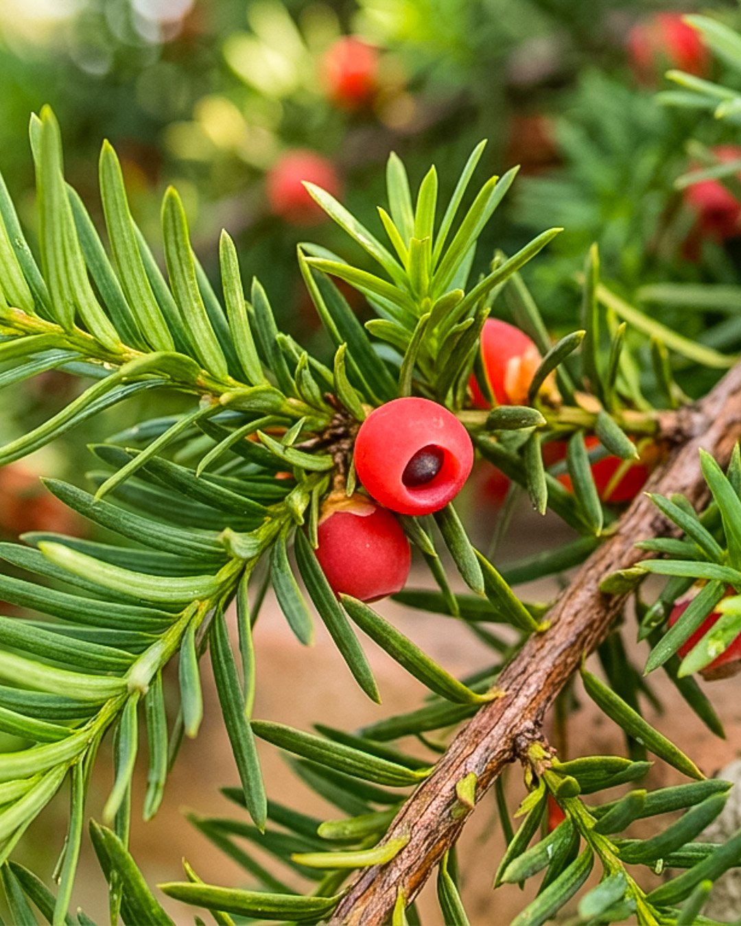 Taxus × media 1 Taxus × media 'Hillii' - immagine 1