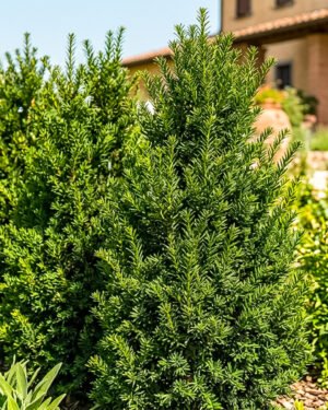 Taxus × media 'Hillii' - immagine 2