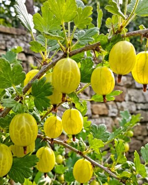 Uva spina ‘Saul’