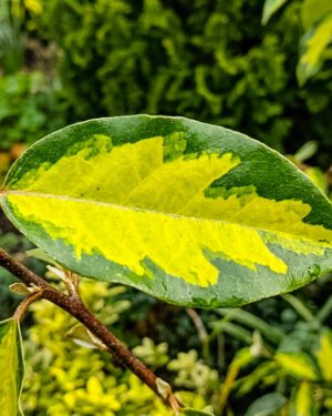 Eleagnus 'Limelight' - immagine 2