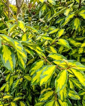 Eleagnus 'Limelight'