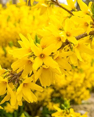 Forsythia × intermedia ‘Weekend’