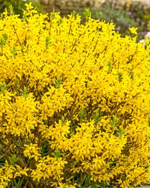 Forsythia × intermedia ‘Weekend’ - immagine 2